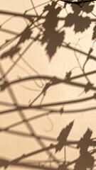 Shadows of Vines Create Intricate Patterns on a Sunlit Wall During the Afternoon