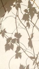 Beautiful Shadows of Vine Leaves Cast Against a Light-Colored Wall in a Serene Outdoor Setting During the Afternoon