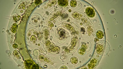 Microscopy: Rotifers (wheel animalcules) and colonial green algae (e.g., Volvox) in dynamic spiral. Active aquatic microorganisms, detailed view, phase contrast.