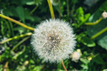 Close-Up of a Dandelion Seed Head in Spring
