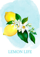 Watercolor poster with yellow lemons and flowers on  in Italian style