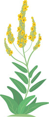 Mullein flowers isolated on white background. Plant cartoon vector illustration.