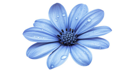 Fototapeta premium Blue flower with water drop isolated on white background 