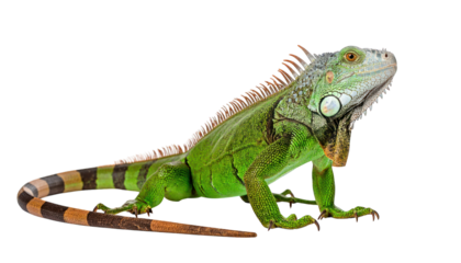 Green iguana profile shot