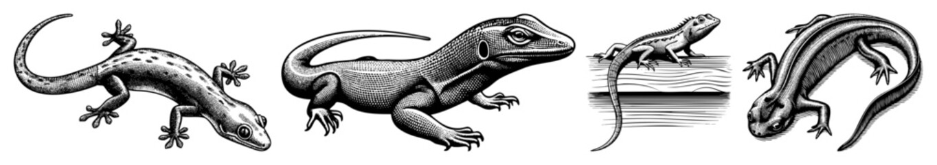 Fototapeta premium Vector Detailed illustrations of geckos in dynamic poses showcase reptile anatomy.