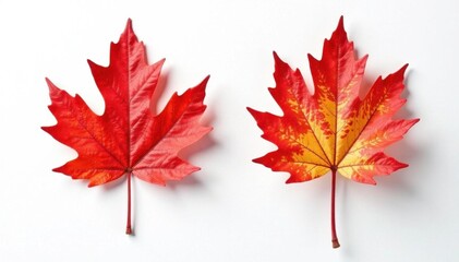 Single fiery red oak leaf, sharp detail, pure white background, red, vibrant, detail