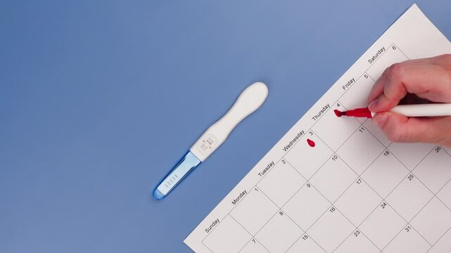 Positive pregnancy test, gynecological ultrasound image and ovulation calendar marked with menstruation and ovulation dates. Fertility tracking, family planning, maternal health, and prenatal care.