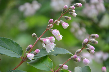 Deutzia scabra Plena summer pink-white blooming shrub. Closeup branch with flowers ,buds, green...