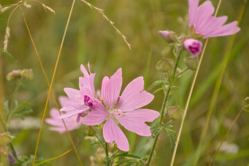 Pink malva flowers , selective focus - Malvaceae 
