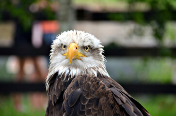 Obraz premium Close-up of an eagle, a bird of prey. Impressive.