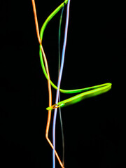 colorful light trails in dark background. Abstract light routes that rotate in vibrant colors. Forestry of the blurry movement of light painting. Blurred lights at night. Intentional camera movement, 