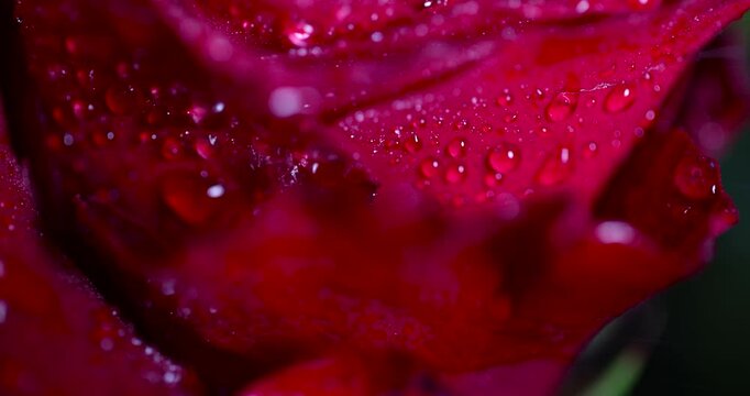 wet red roses, covered with drops of water, a group of red rose flowers for making bouquets for a gift