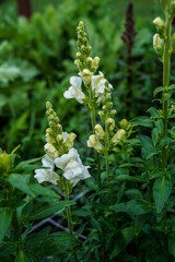 White snapdragons blooming in an outdoor garden space.