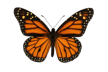 Fototapeta premium Monarch butterfly spreading vibrant orange-black wings against transparent backdrop