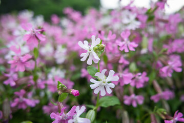 Vibrant pink flowers blooming in nature's garden close-up view spring season beauty