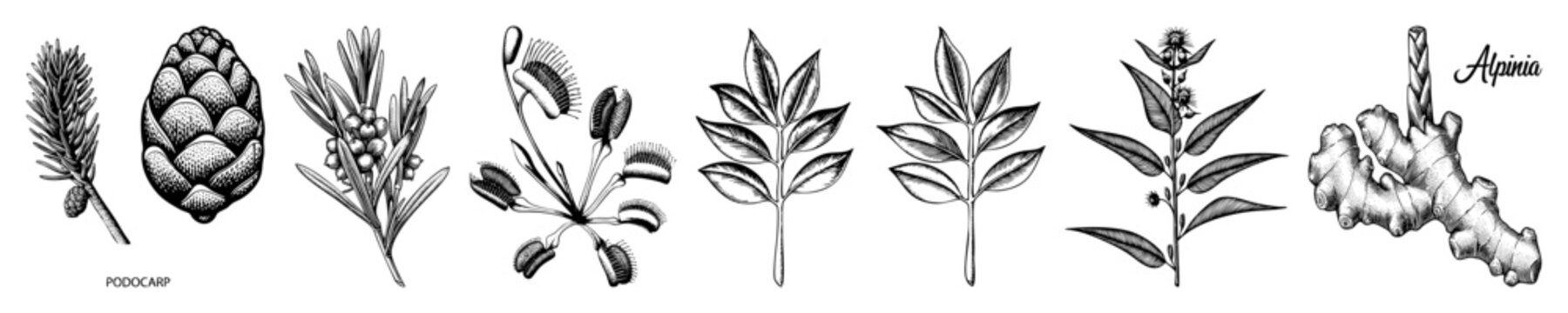 Vector Botanical featuring detailed plant branches and cones.