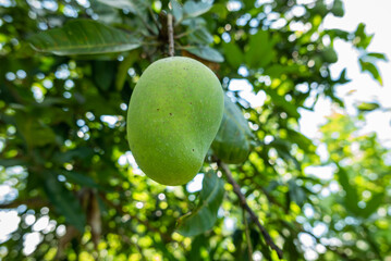 Harvesting green mangoes tropical orchard close-up natural environment lush viewpoint fruity concept