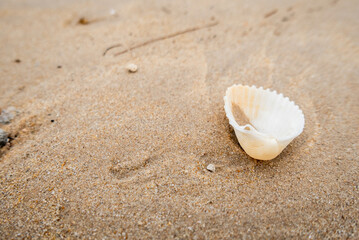 Beach shell discovery coastal shoreline nature sandy environment close-up view oceanic beauty