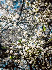 White Flowers of the Apple Tree Overgrowth. High quality photo
