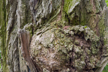 Part of the old black locust tree trunk with outgrowth