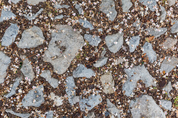Fallen flowers of horse chestnut on cobbled road, top view