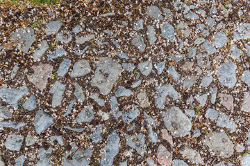 Fallen flowers of the horse chestnut on a cobbled road