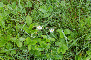 Blooming wild strawberry among the grass on glade during rain