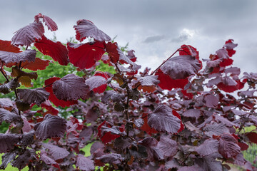 Branches of ornamental red filbert in spring overcast rainy day