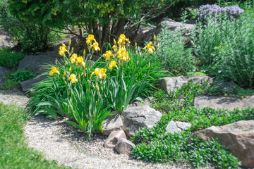 Application natural stone and yellow iris flower landscape design. Stone path in garden with bushes trees flowers. Beautiful manicured green plants in gardening. Example designers in public park.