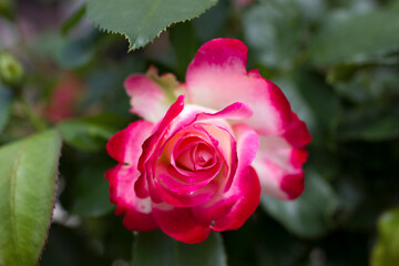 red rose in a garden