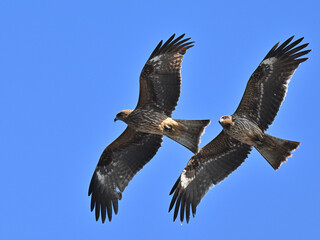 トビ　Black Kite