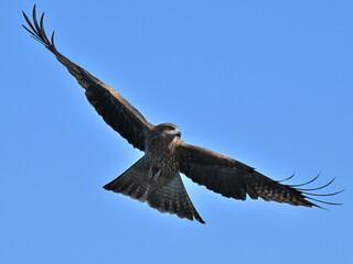 トビ　Black Kite