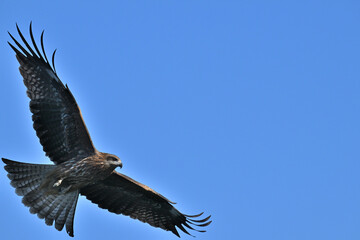 トビ　Black Kite
