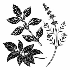 Black and white herbal illustration mint rosemary leaves