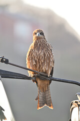 トビ　Black Kite