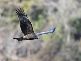 トビ　Black Kite