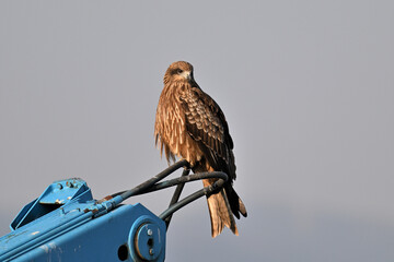 トビ　Black Kite