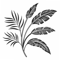 Elegant black tropical leaves isolated on white background