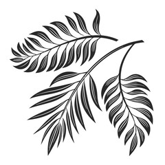 Obraz premium Elegant black and white tropical leaves design element