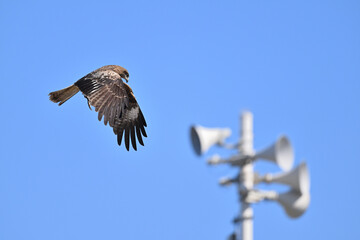 トビ　Black Kite