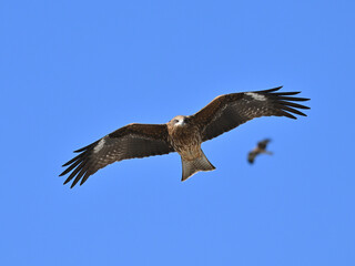 トビ　Black Kite