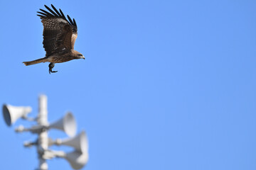 トビ　Black Kite