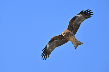 トビ　Black Kite