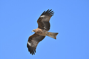 トビ　Black Kite