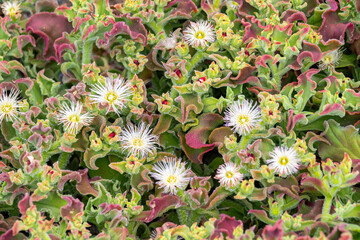 Flowering ice plant with delicate white blossoms on curled, glistening leaves – succulent vegetation in natural habitat under daylight
