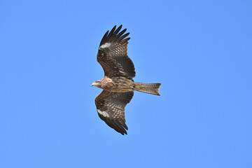 トビ　Black Kite
