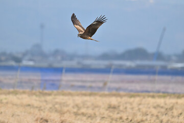トビ　Black Kite