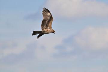 トビ　Black Kite