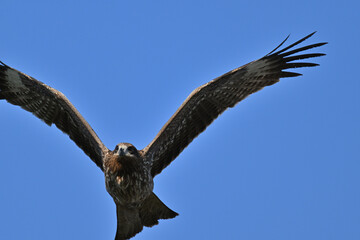 トビ　Black Kite