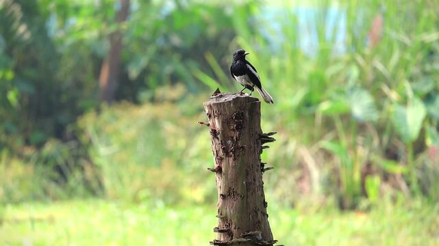 Majestic Oriental Magpie Robin (Copsychus saularis), Bangladesh's national Doyel bird, perched on dry tree trunk, observing surroundings. Wildlife nature footage, avian beauty, Asian birds.